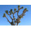 SAFLAX Anzucht Set - Joshua Tree - Yucca - 10 Samen 6