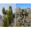 SAFLAX Anzucht Set - Joshua Tree - Yucca - 10 Samen 8