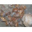 SAFLAX Anzucht Set - Eucalyptus (bicostata) - Eucalyptus - 100 Samen 5