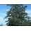 SAFLAX Anzucht Set - Eucalyptus (bicostata) - Eucalyptus - 100 Samen 6