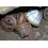 SAFLAX Anzucht Set - Eucalyptus (bicostata) - Eucalyptus - 100 Samen 4