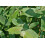 SAFLAX Anzucht Set - Eucalyptus (bicostata) - Eucalyptus - 100 Samen 3