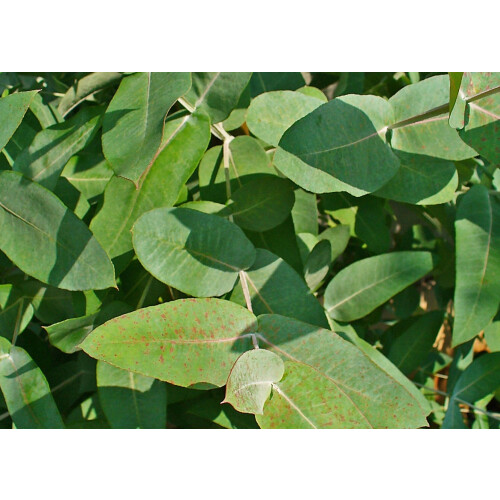 SAFLAX Anzucht Set - Eucalyptus (bicostata) - Eucalyptus - 100 Samen 2