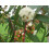 SAFLAX Anzucht Set - Schnee-Eucalyptus - Eucalyptus - 250 Samen 7