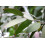 SAFLAX Anzucht Set - Schnee-Eucalyptus - Eucalyptus - 250 Samen 6