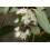 SAFLAX Anzucht Set - Schnee-Eucalyptus - Eucalyptus - 250 Samen 4