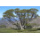 SAFLAX Anzucht Set - Schnee-Eucalyptus - Eucalyptus - 250 Samen 3