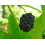 SAFLAX Anzucht Set - Schwarzer Maulbeerbaum - Morus - 200 Samen 7