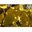 SAFLAX Anzucht Set - Schwarzer Maulbeerbaum - Morus - 200 Samen 6