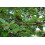 SAFLAX Anzucht Set - Schwarzer Maulbeerbaum - Morus - 200 Samen 3