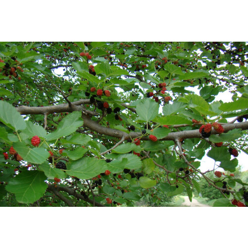 SAFLAX Anzucht Set - Schwarzer Maulbeerbaum - Morus - 200 Samen 2