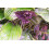 SAFLAX Anzucht Set - Fledermausblume - Tacca - 10 Samen 6
