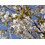 SAFLAX Anzucht Set - Vogelkirsche - Prunus - 10 Samen 3