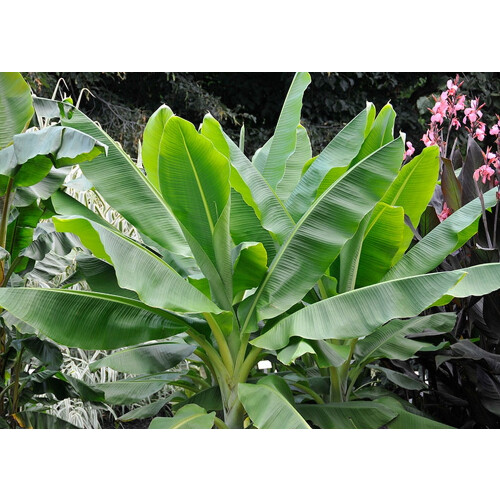 SAFLAX Anzucht Set - Schneebanane - Ensete - 10 Samen 2