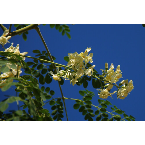 SAFLAX Anzucht Set - Moringa - Moringa - 10 Samen 2