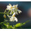 SAFLAX Anzucht Set - Moringa - Moringa - 10 Samen 5
