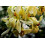 SAFLAX Anzucht Set - Moringa - Moringa - 10 Samen 7