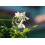 SAFLAX Anzucht Set - Moringa - Moringa - 10 Samen 6