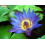 SAFLAX Anzucht Set - Blaue Seerose - Nymphaea - 15 Samen 3