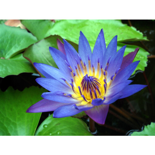 SAFLAX Anzucht Set - Blaue Seerose - Nymphaea - 15 Samen 2