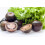SAFLAX Anzucht Set - Tomate - Black Cherry - Solanum - 10 Samen 3