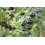 SAFLAX Anzucht Set - Tomate - Black Cherry - Solanum - 10 Samen 6
