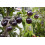SAFLAX Anzucht Set - Tomate - Black Cherry - Solanum - 10 Samen 8
