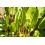 SAFLAX Anzucht Set - Sauerampfer - Rumex - 400 Samen 5