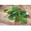 SAFLAX Anzucht Set - Sauerampfer - Rumex - 400 Samen 3