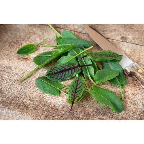 SAFLAX Anzucht Set - Sauerampfer - Rumex - 400 Samen 2