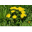 SAFLAX Anzucht Set - Löwenzahn - Taraxacum - 400 Samen 8
