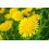 SAFLAX Anzucht Set - Löwenzahn - Taraxacum - 400 Samen 4