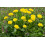 SAFLAX Anzucht Set - Löwenzahn - Taraxacum - 400 Samen 5