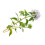 SAFLAX Anzucht Set - Thymian - Thymus - 800 Samen 7