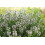 SAFLAX Anzucht Set - Thymian - Thymus - 800 Samen 4