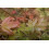 SAFLAX Anzucht Set - Dreispitzahorn - Acer - 30 Samen 4
