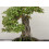SAFLAX Anzucht Set - Dreispitzahorn - Acer - 30 Samen 5