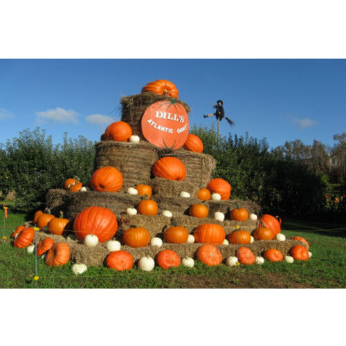 SAFLAX Anzucht Set - Kürbis – Giant - Cucurbita - 7 Samen 2