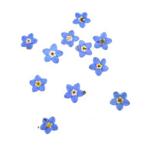 (As show, One size) 100Pcs Pressed Dried Natural Mini Blue compatible withgetmenot Flower Plant Herbarium compatible with Jewelry Phone Case Na