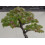 SAFLAX  - Amberbaum - Liquidamber - 100 Samen - Mit Substrat 3