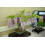 SAFLAX  - Blauregen  - Wisteria - 4 Samen - Mit Substrat 3
