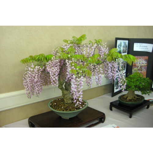 SAFLAX  - Blauregen  - Wisteria - 4 Samen - Mit Substrat 2