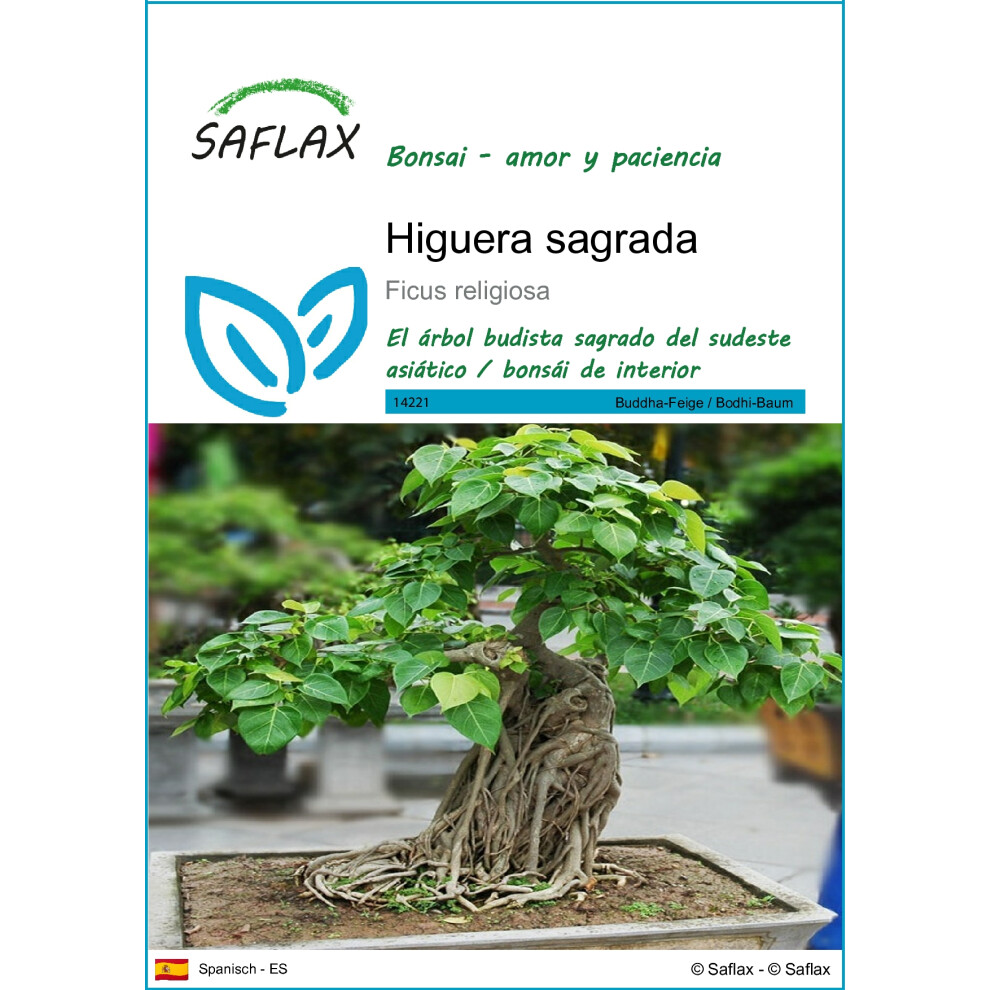 SAFLAX - Bonsai - Peepul Tree / Sacred Fig - 100 seeds  - Ficus religiosa