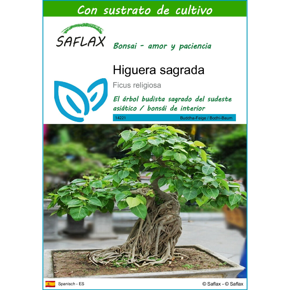 SAFLAX - Bonsai - Peepul Tree / Sacred Fig - 100 seeds - With potting substrate for better cultivation - Ficus religiosa