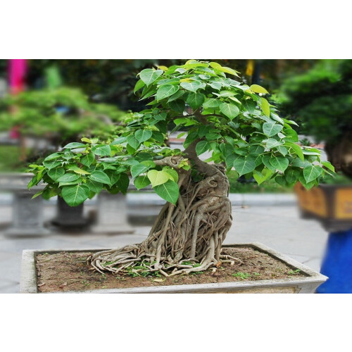 SAFLAX  - Buddha-Feige - Ficus - 100 Samen - Mit Substrat 2