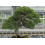 SAFLAX  - Wacholder - Juniperus - 30 Samen - Mit Substrat 7
