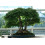 SAFLAX  - Dreispitzahorn - Acer - 30 Samen - Mit Substrat 3