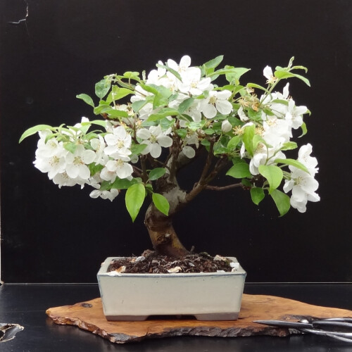 SAFLAX  - Wildapfel - Malus - 30 Samen - Mit Substrat 2