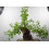 SAFLAX  - Felsenkirsche - Prunus - 30 Samen - Mit Substrat 3