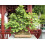 SAFLAX  - Ginkgo - Ginkgo - 4 Samen - Mit Substrat 3